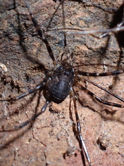 Metadasylobus fuscoannulatus