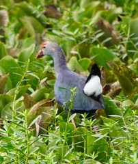 Porphyrio poliocephalus