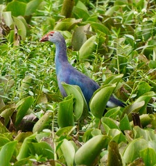 Porphyrio poliocephalus