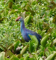 Porphyrio poliocephalus