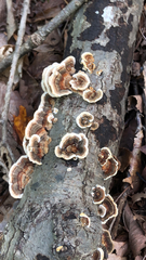 Trametes versicolor