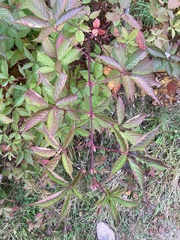 Rubus