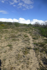 Serruria trilopha