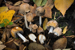 Coprinellus bipellis
