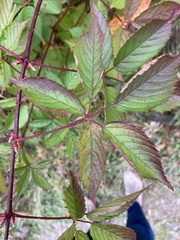 Rubus