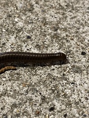 Diplopoda