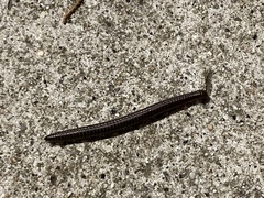 Diplopoda