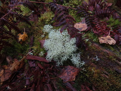 Cladonia portentosa