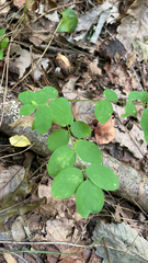 Symphoricarpos mollis