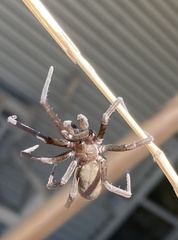 Kukulcania