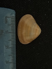 Tivela