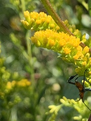 Leptoglossus phyllopus