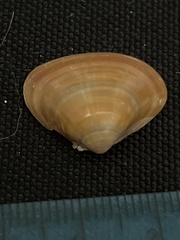 Tivela