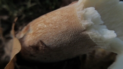 Boletus pinophilus