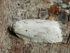 Acleris logiana