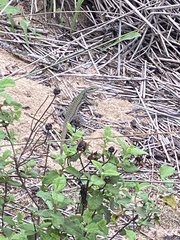 Podarcis siculus siculus