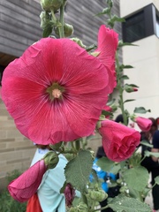 Alcea rosea