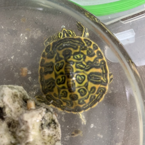 Florida Red-bellied Cooter