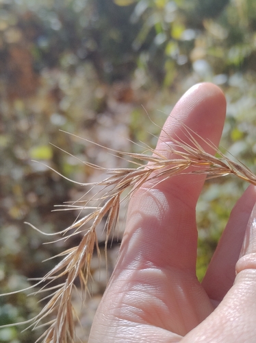 Image of Elymus wiegandii by no rights reserved