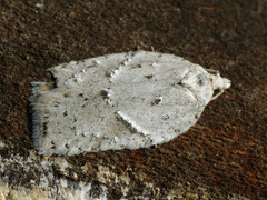 Acleris logiana
