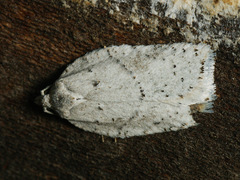 Acleris logiana