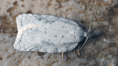 Acleris logiana
