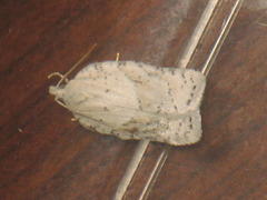 Acleris logiana