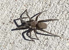 Kukulcania