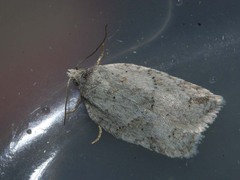 Acleris logiana