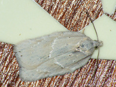 Acleris logiana