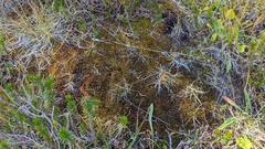 Scorpidium revolvens