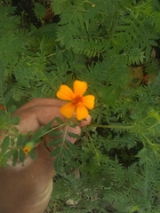 Tagetes tenuifolia