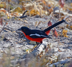 Laniarius atrococcineus