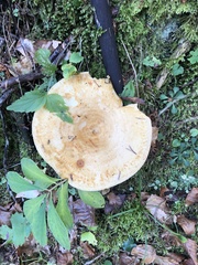Lactarius scrobiculatus