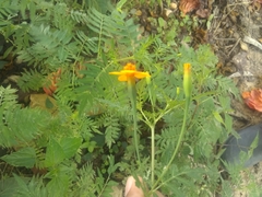 Tagetes tenuifolia