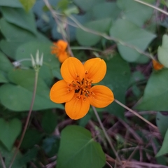 Sclerocarpus divaricatus