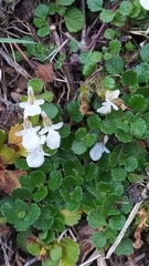 Teucrium pyrenaicum