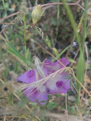 Clarkia williamsonii