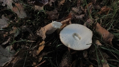 Boletus pinophilus