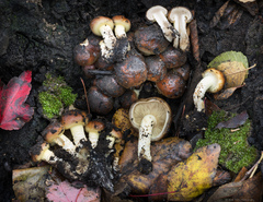 Pholiota highlandensis