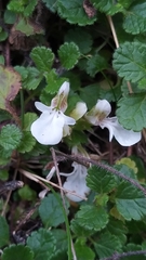 Teucrium pyrenaicum