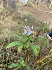 Symphyotrichum novi-belgii