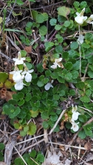 Teucrium pyrenaicum