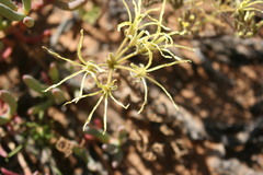 Pelargonium undulatum