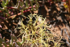 Pelargonium undulatum