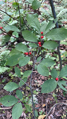 Ilex verticillata
