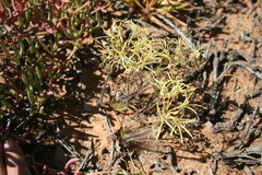 Pelargonium undulatum