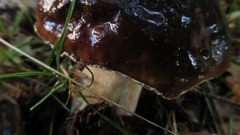 Boletus pinophilus