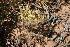 Pelargonium undulatum
