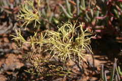 Pelargonium undulatum